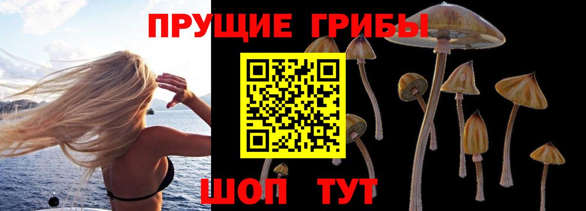 Щёлково  Псилоцибиновые грибы прущие грибы  Вход с VPN  Галлюциногенные грибы Psilocybine cubensis 